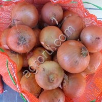 Лук (Крупный)