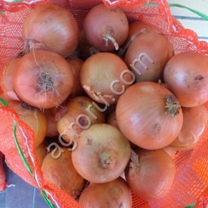 Лук (Крупный)