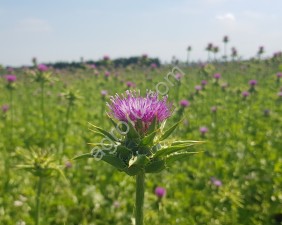 Семена расторопши пятнистой