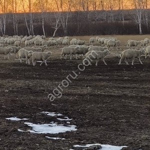 Овцы