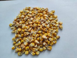 Кукуруза фуражная