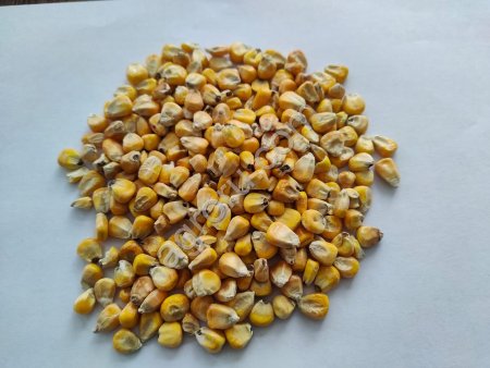 Кукуруза фуражная