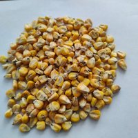 Кукуруза фуражная