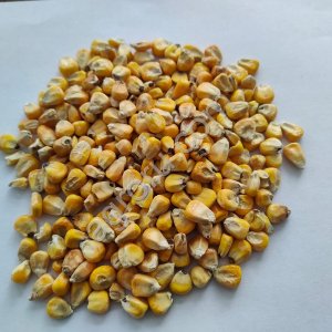 Кукуруза фуражная