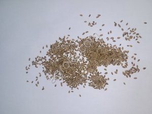 Семена укропа