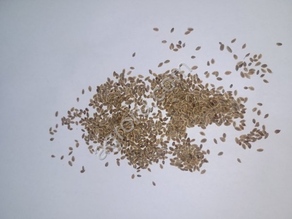 Семена укропа