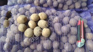 Семенной картофель 1я репродукция