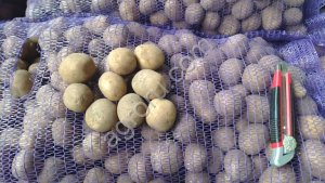 Семенной картофель 1я репродукция