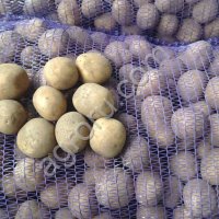 Семенной картофель 1я репродукция