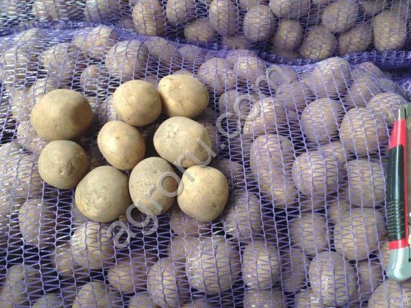 Семенной картофель 1я репродукция