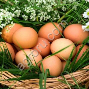 Яйцо куриное пищевое с 1