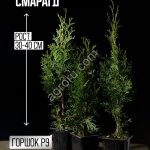 Саженцы туи западной Смарагд