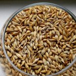 Семена ячменя ярового Космос, Вакула, Эней