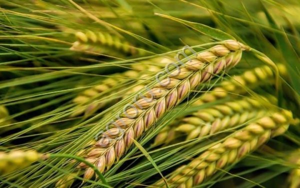 Озимая тритикале