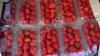 Клубника свежая оптом