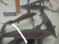 Осетр товарный 2-4 кг и в розницу