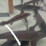 Осетр товарный 2-4 кг и в розницу