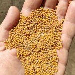 Подсолнечное масло на постоянной основе.