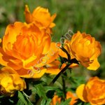 Семена и корни Купальницы азиатской.