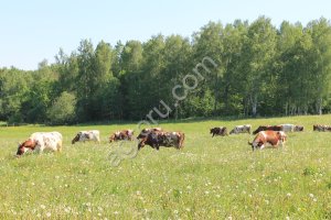 Племенные нетели