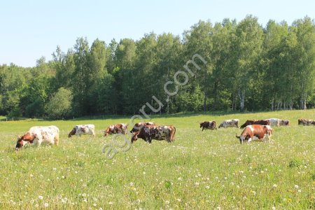 Племенные нетели