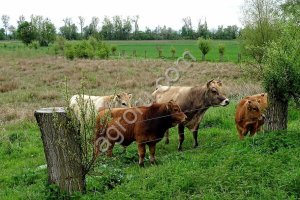 Электропастух