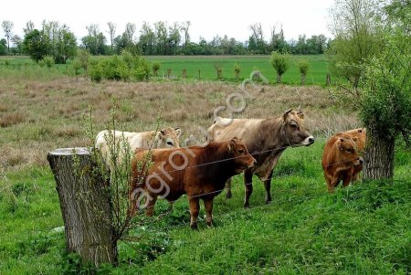 Электропастух