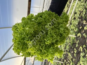 Листья салата