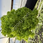 Листья салата