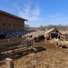 Ярки племенные 24 год Куйбышевская(мясная)порода