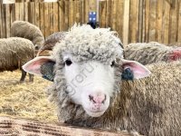 Ярки племенные 24 год Куйбышевская(мясная)порода