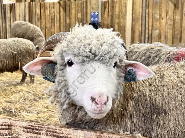 Ярки племенные 24 год Куйбышевская(мясная)порода