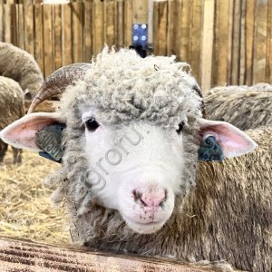 Ярки племенные 24 год Куйбышевская(мясная)порода