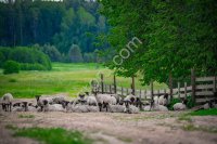 Племенные ярки и бараны романовской породы (Элита)