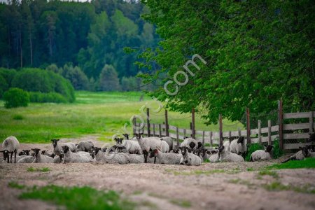 Племенные ярки и бараны романовской породы (Элита)