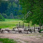 Племенные ярки и бараны романовской породы (Элита)