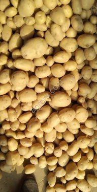качественный картофель