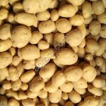 качественный картофель