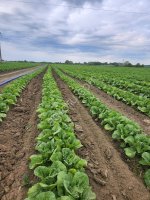 Капуста пекинская