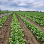 Капуста пекинская