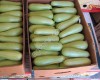 Кабачки Оптом, сорт Арал, свежие с поля в Краснодарском крае