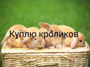 кролики живым весом и тушки