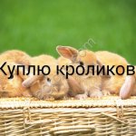 кролики живым весом и тушки