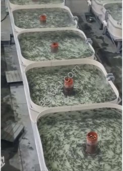 Мальки стерляди