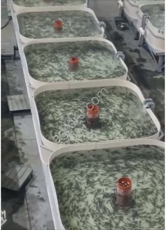 Мальки стерляди