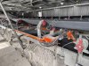 Весы конвейерные ГОСТ