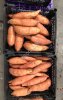 Батат свежий (Sweet Potato)