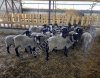 Романовские: барашки 30-50 кг и овцематки 55-60 кг живым весом