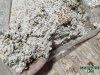 Мицелий вешенка