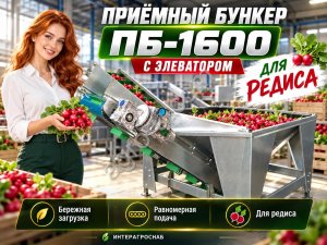 Приёмный бункер ПБ-1600 с элеватором для редиса